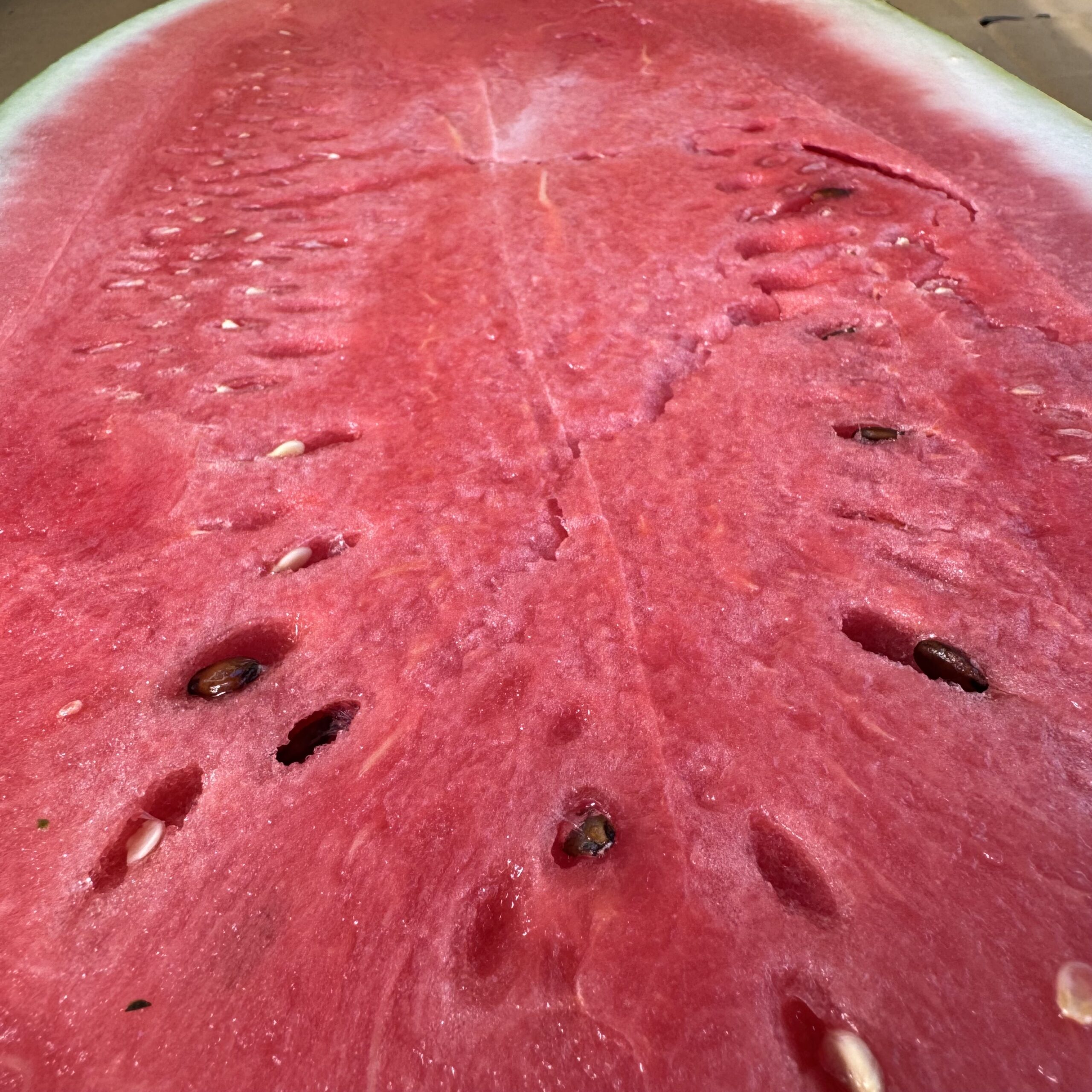 入善ジャンボスイカ 試し割り】 - グリーン森下